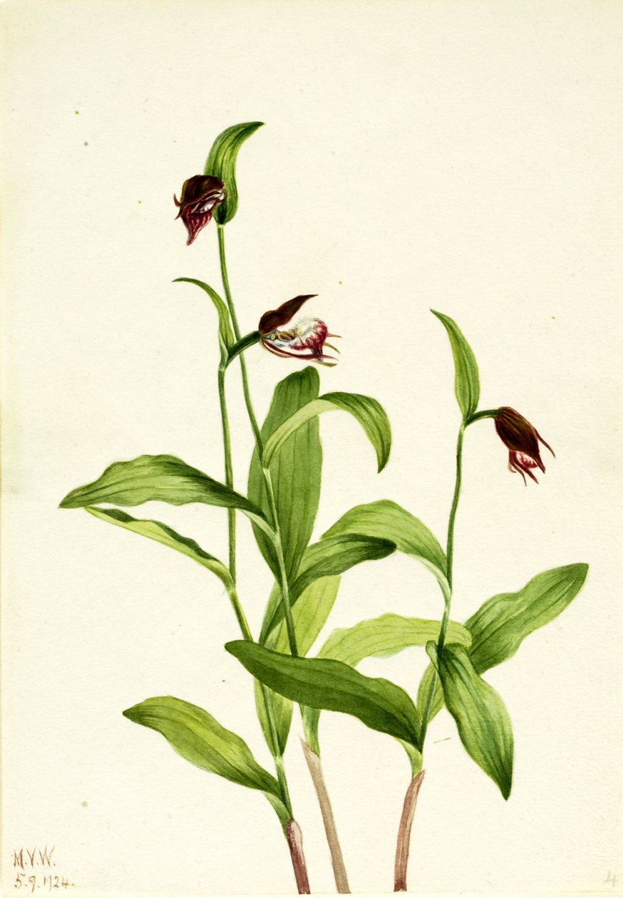 Widderkopf-Frauenschuh (Cypripedium arietinum) von Mary Vaux Walcott