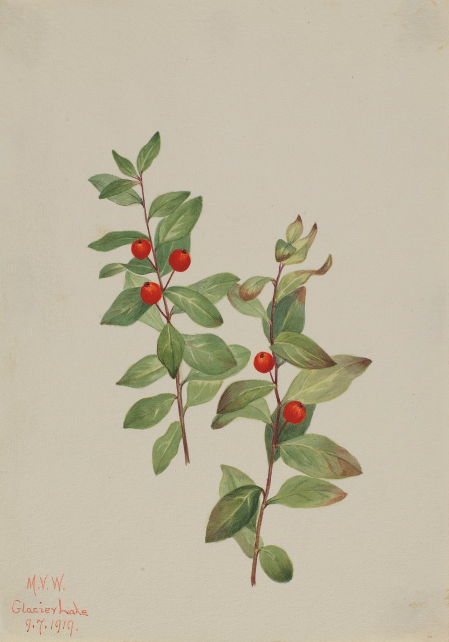 Rote Comandra (Comandra livida) von Mary Vaux Walcott
