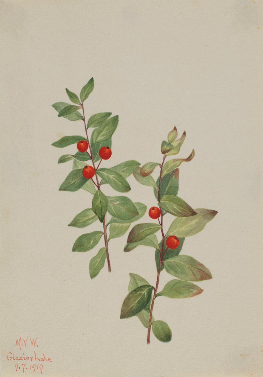 Rote Comandra Comandra livida, 1919 von Mary Vaux Walcott