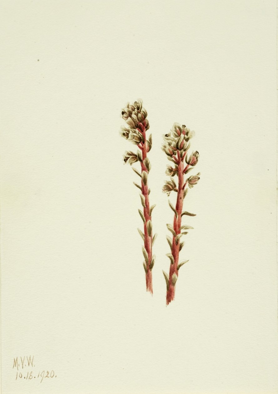 Rote Kiefernsap (Hypopitys lanuginosa) von Mary Vaux Walcott