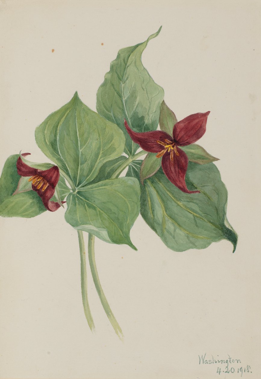 Rotes Trillium (Trillium erectum) von Mary Vaux Walcott