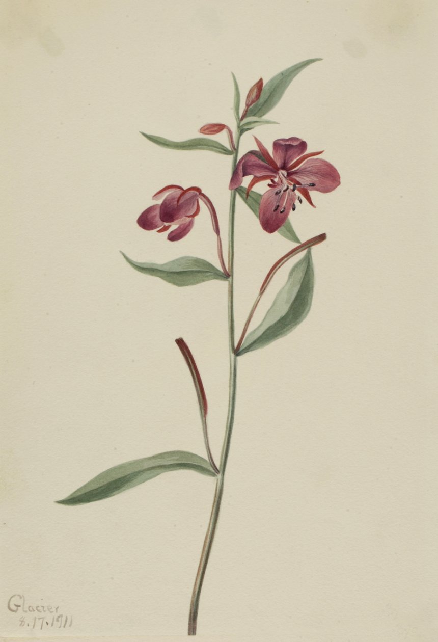 Rotes Weidenröschen Epilobium latifolium von Mary Vaux Walcott