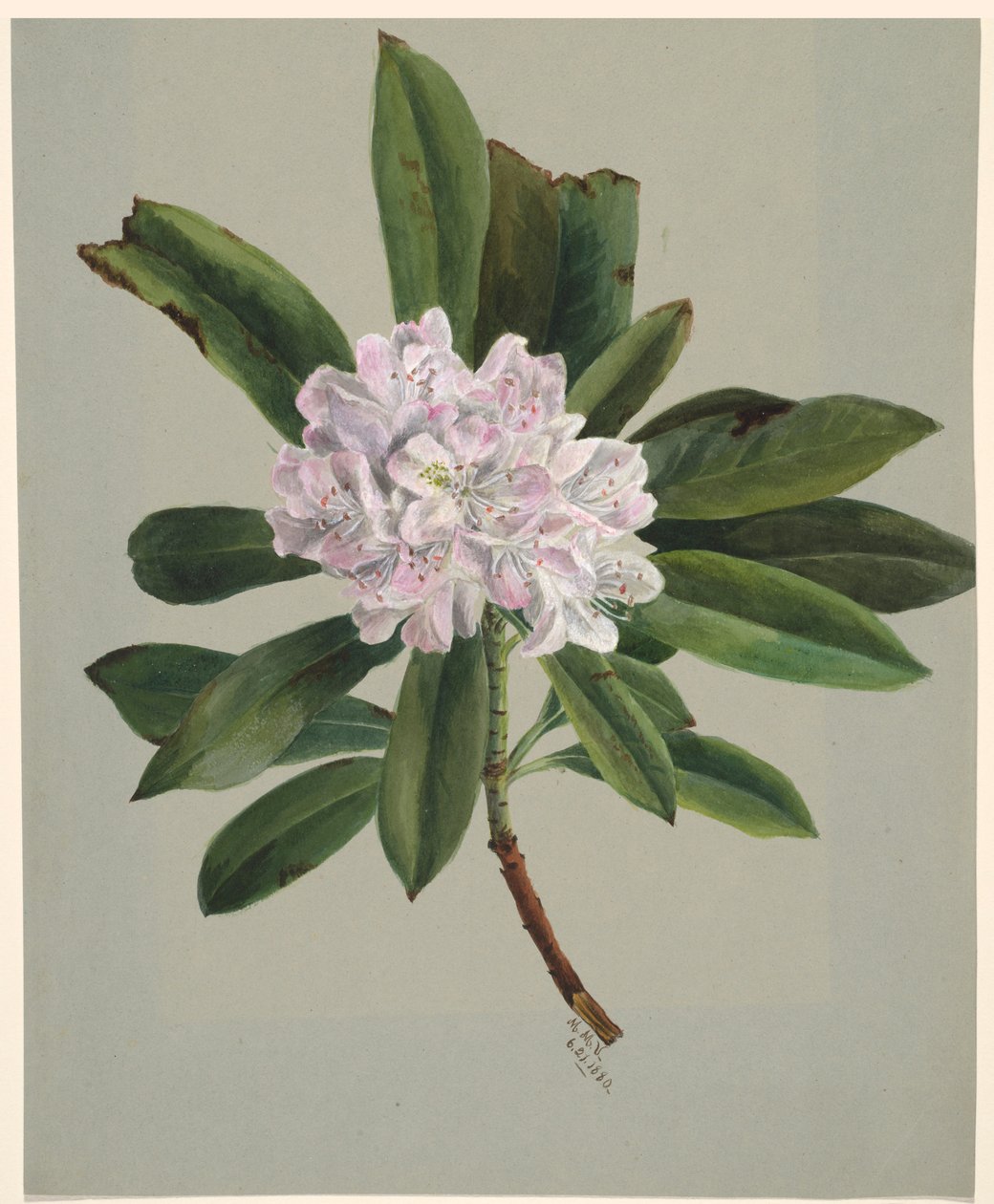 Rhododendron (Rhododendron maximum) von Mary Vaux Walcott