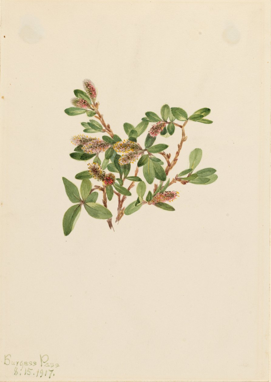 Felsen-Weide (Salix petrophila) von Mary Vaux Walcott