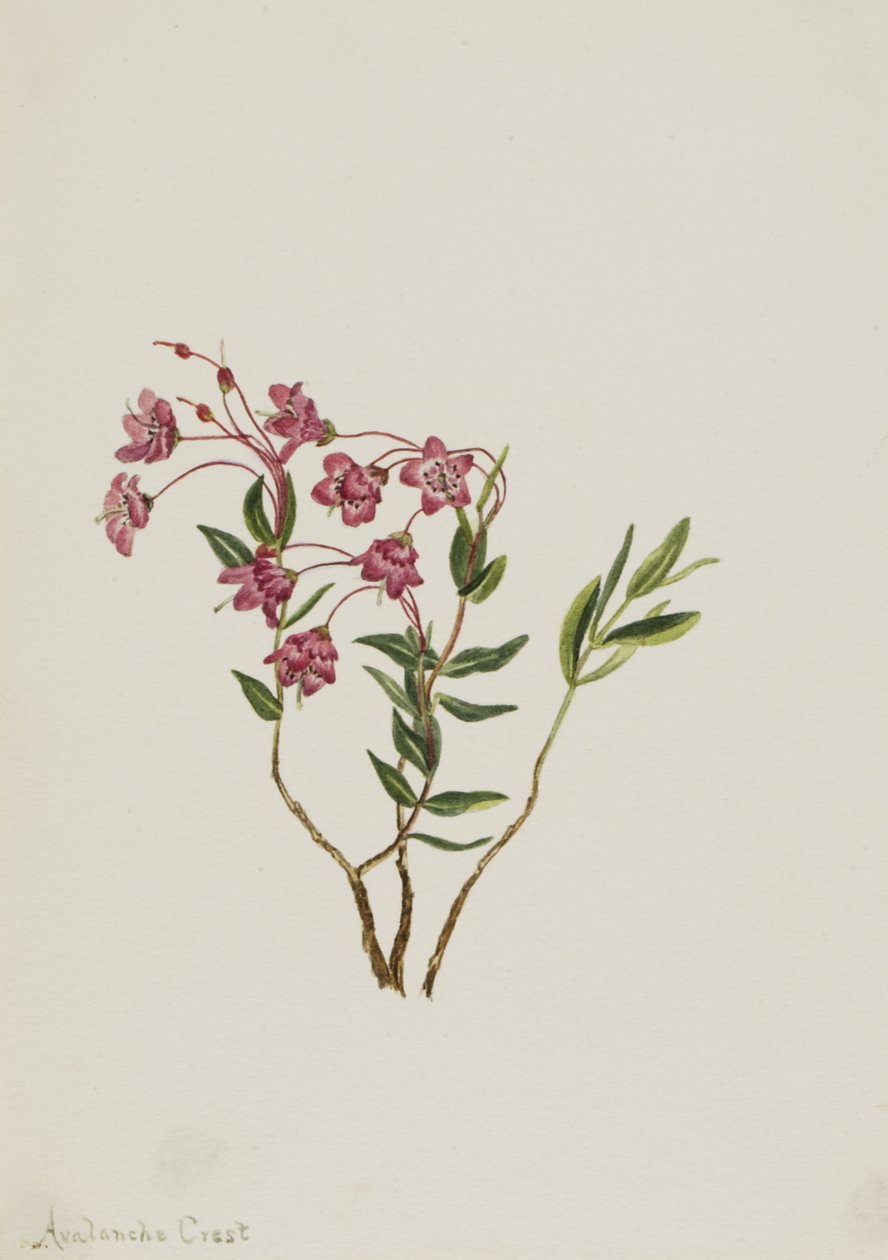 Rocky Mountain Kalmia Kalmia microphylla, n.d. von Mary Vaux Walcott