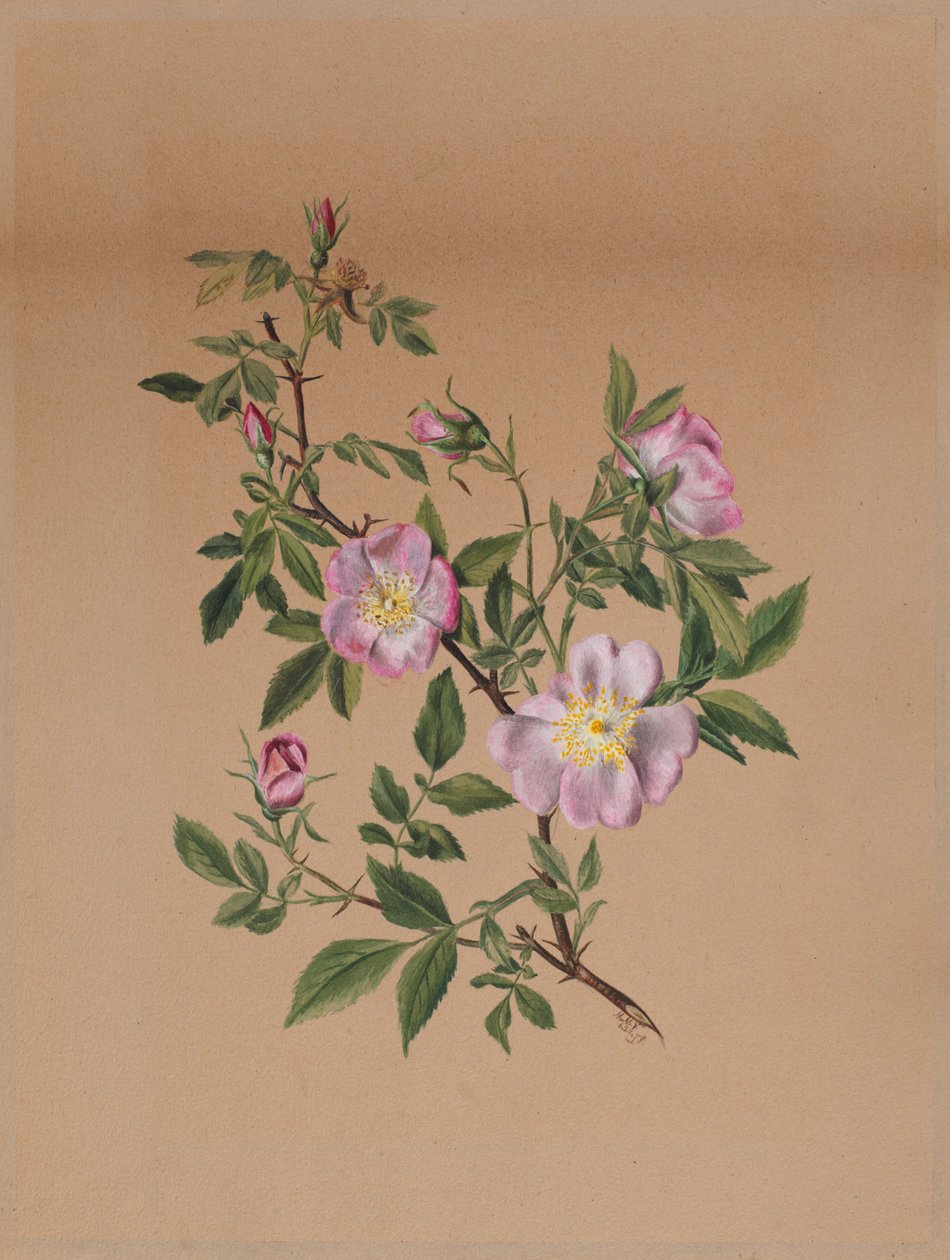 Rosenmalve Hibiscus moscheutos, 1878 von Mary Vaux Walcott