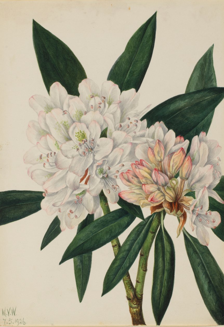 Rosenlorbeer (Rhododendron maximum) von Mary Vaux Walcott