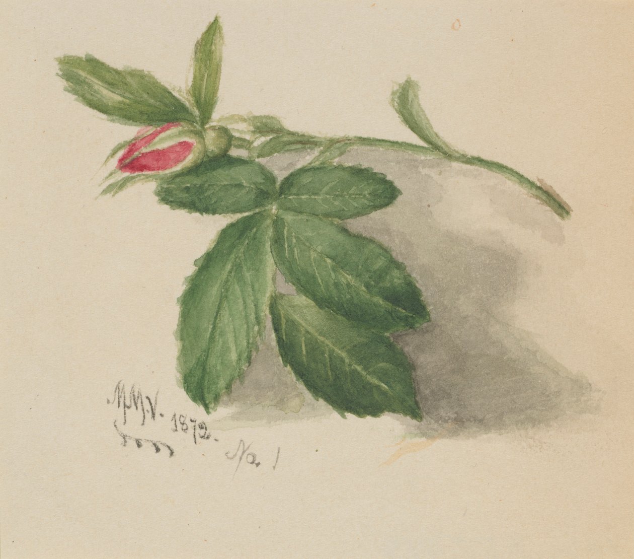 Rosebud von Mary Vaux Walcott