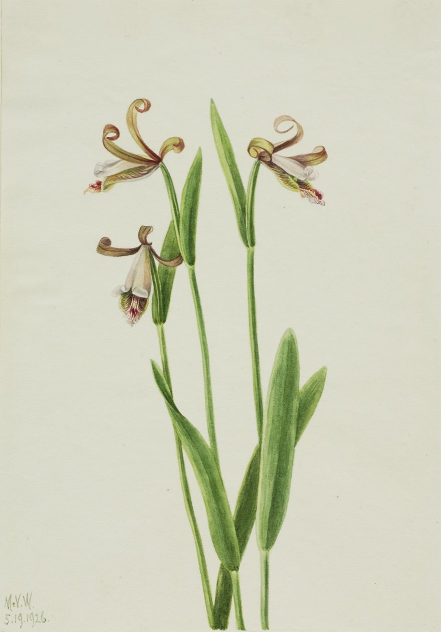 Knabenkraut (Pogonia divaricata) von Mary Vaux Walcott