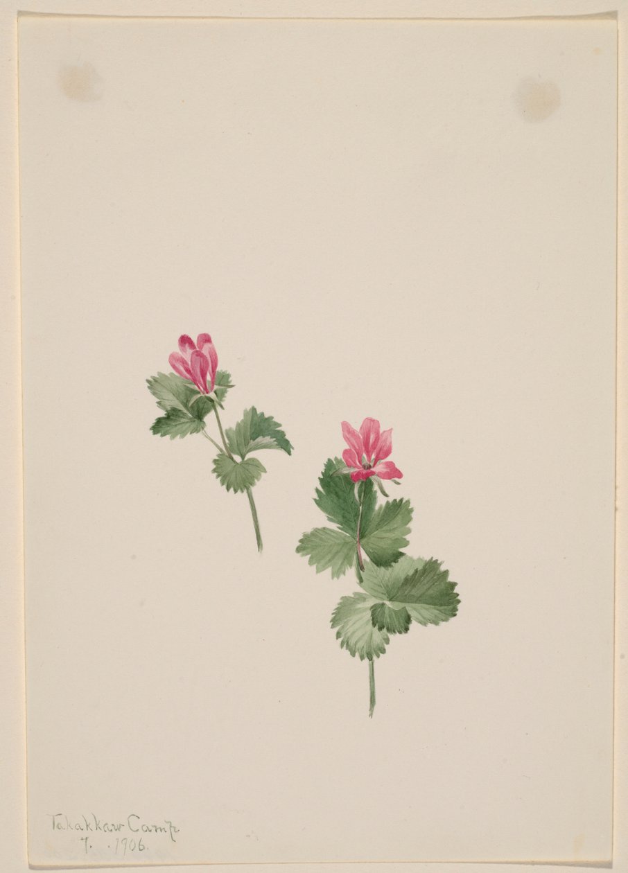 Rubus articus von Mary Vaux Walcott