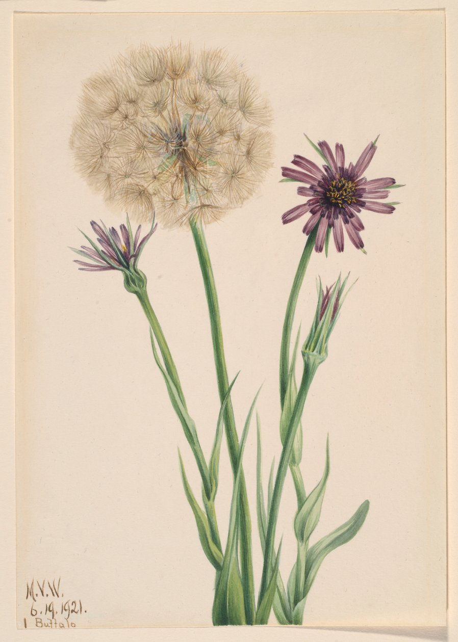 Haferwurzel (Tragopogon porrifolius) von Mary Vaux Walcott