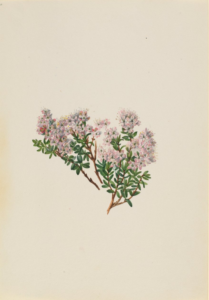Sandmyrte (Leiophyllum lyoni) von Mary Vaux Walcott