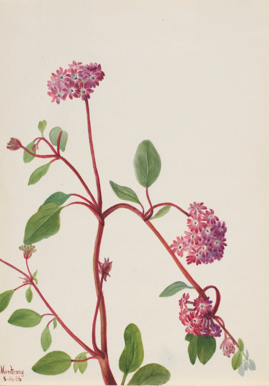 Sandverbene (Abronia umbellata) von Mary Vaux Walcott
