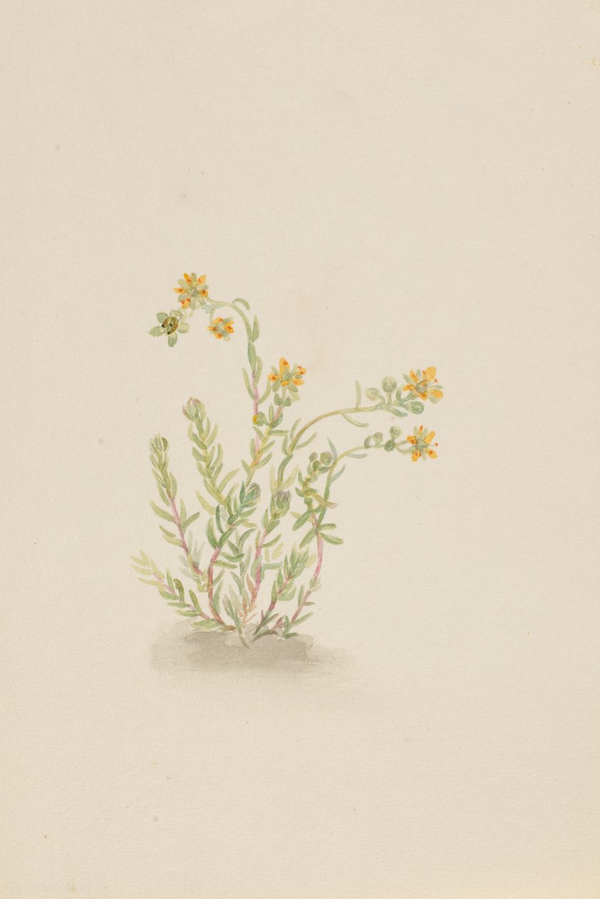 Sedum stenopetalum von Mary Vaux Walcott