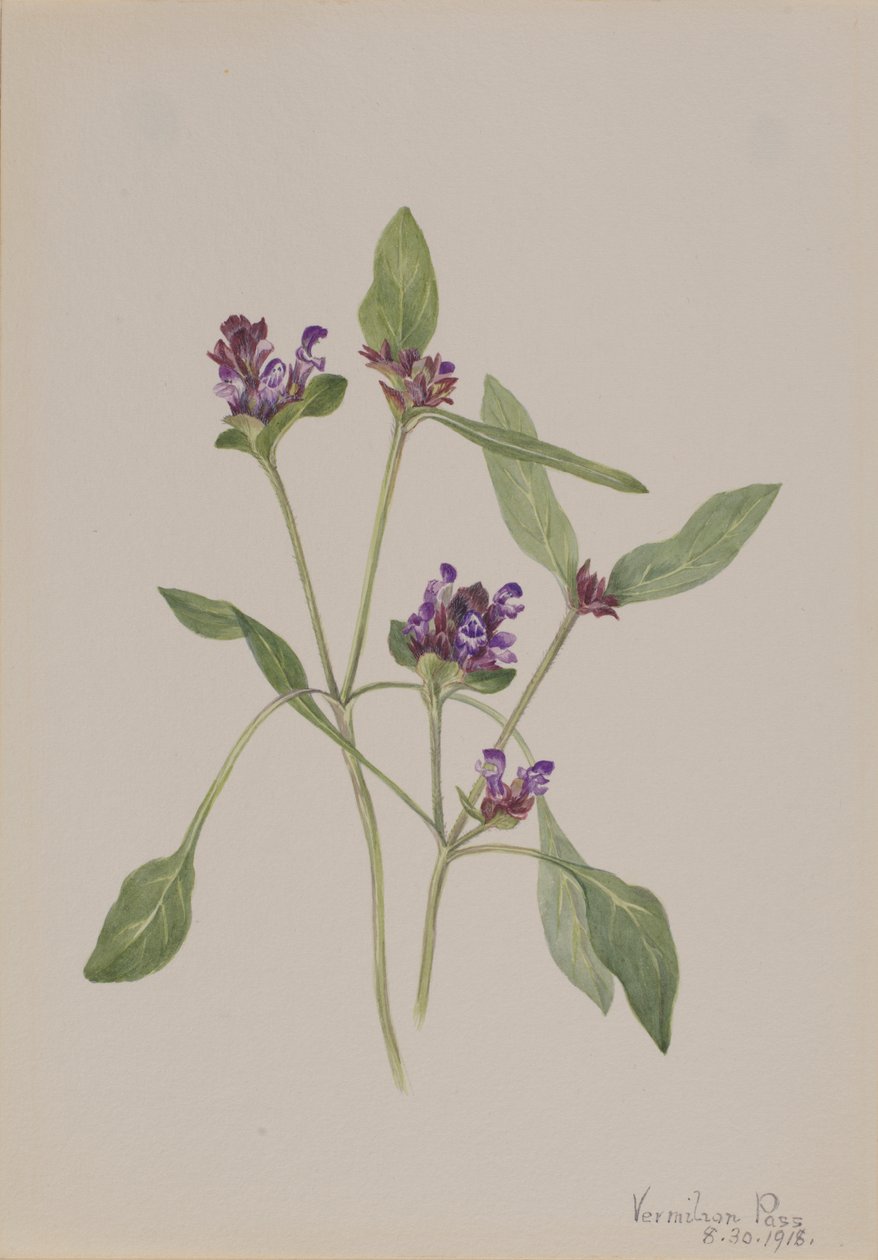 Selbstheilung von Mary Vaux Walcott