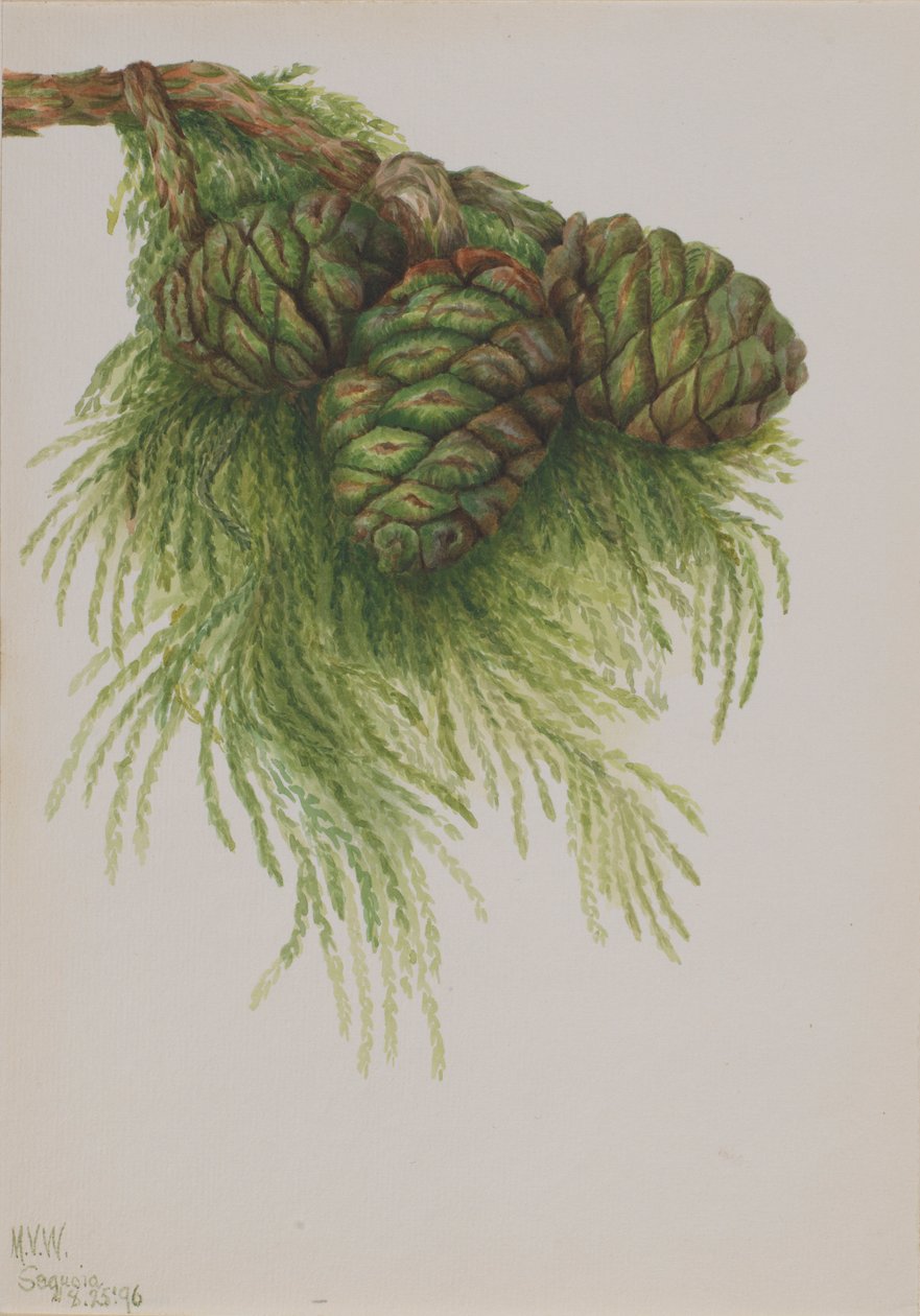 Sequoia (Sequoia gigantea) von Mary Vaux Walcott