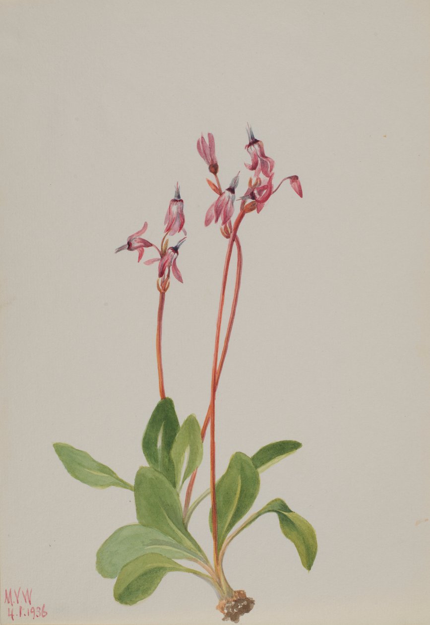 Sternschnuppe (Dodecatheon hendersonii) von Mary Vaux Walcott