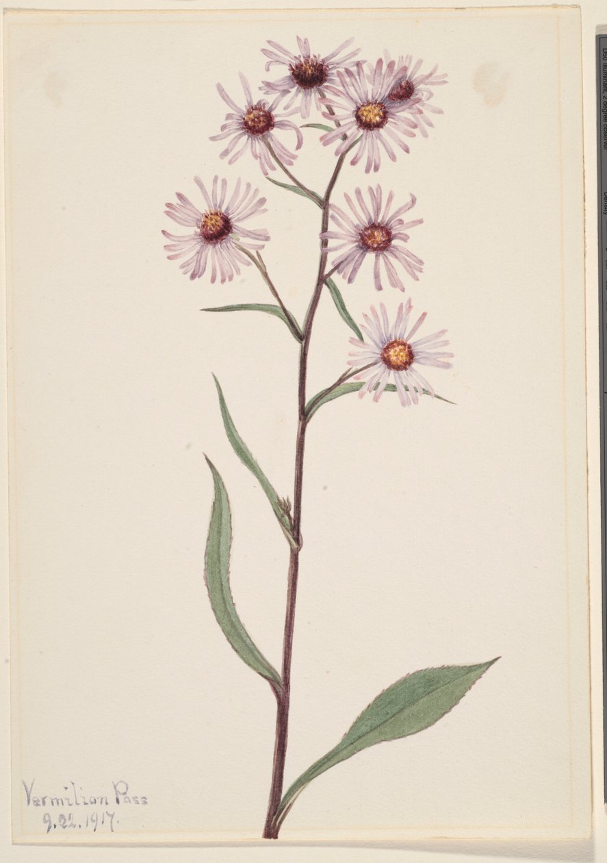 Prächtige Aster (Aster conspicuus) von Mary Vaux Walcott