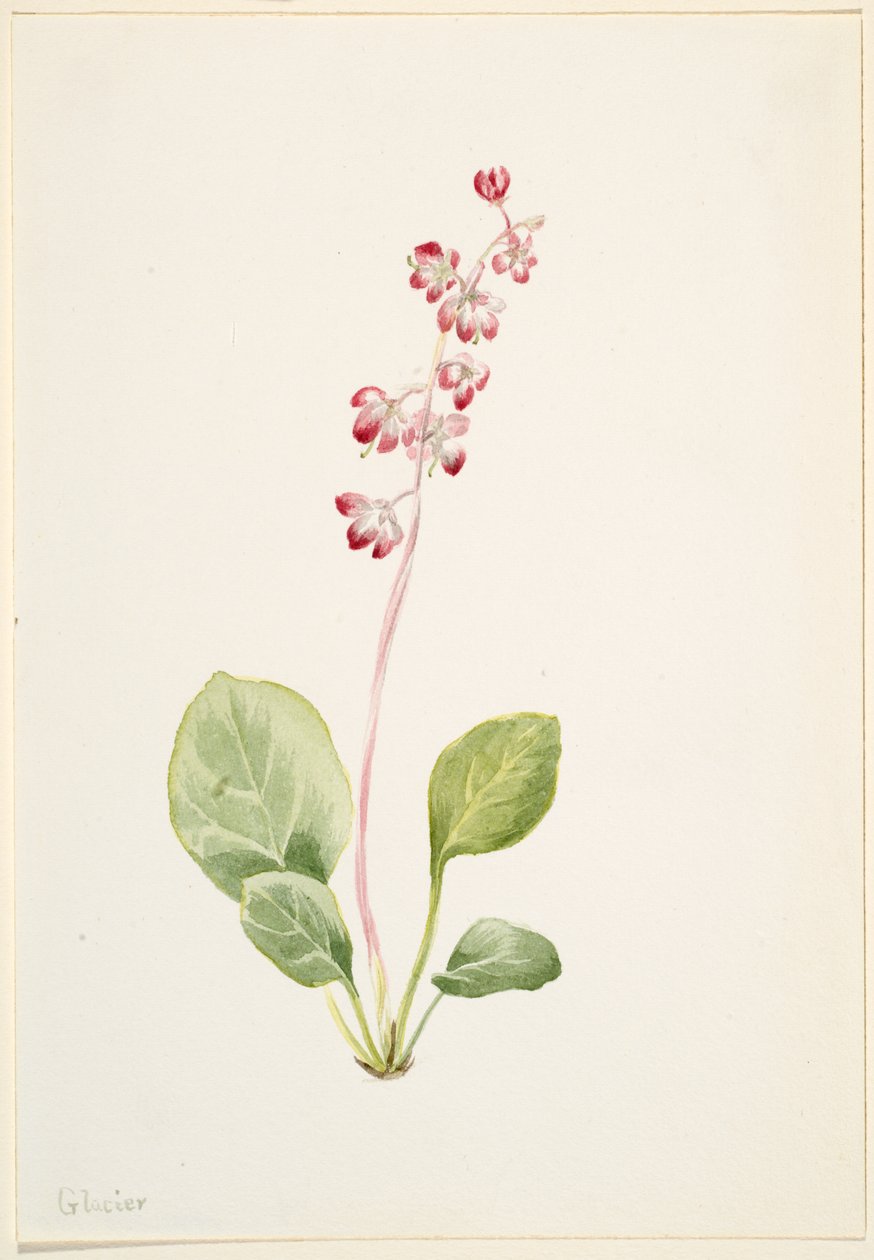 Showy Pyrolla (Pyrola asarifolia) von Mary Vaux Walcott