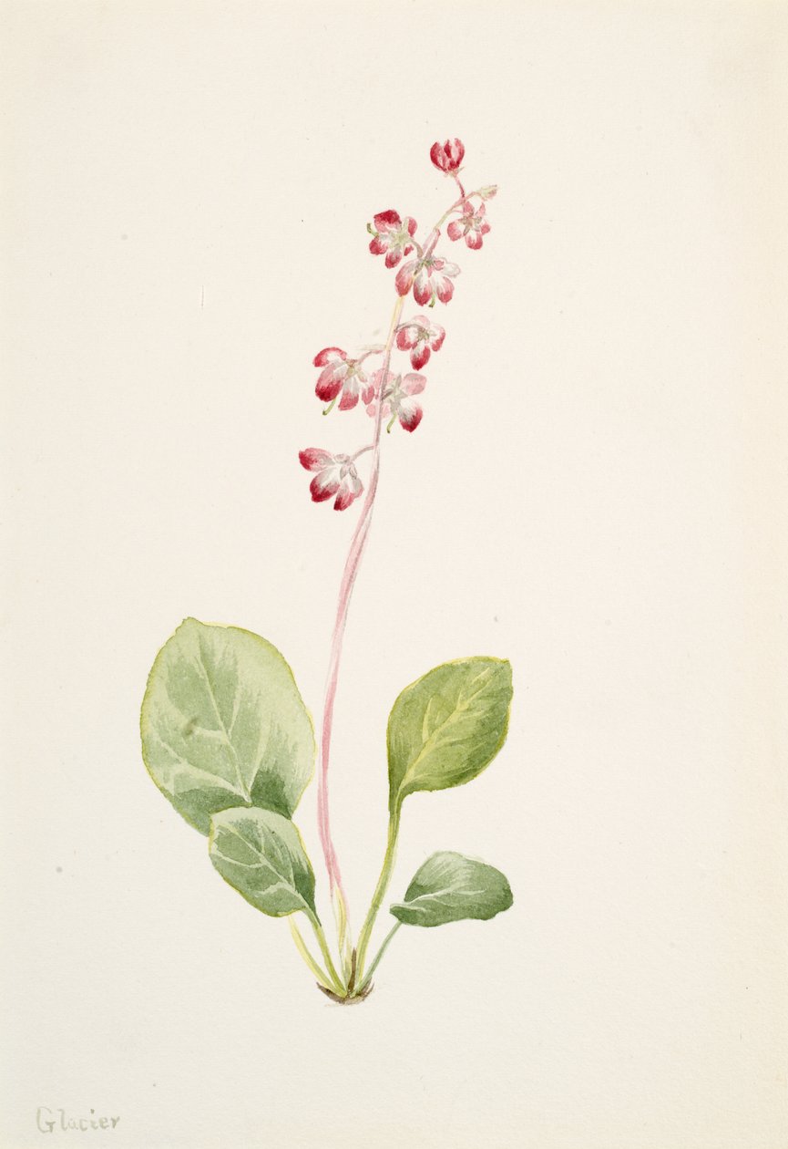 Showy Pyrolla Pyrola asarifolia, ca. 1903 von Mary Vaux Walcott