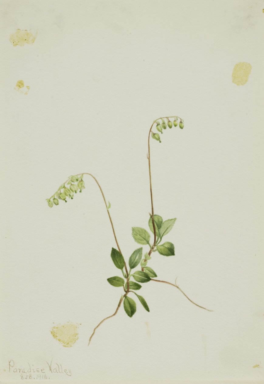 Sidebells Pyrola (Pyrola secunda) von Mary Vaux Walcott
