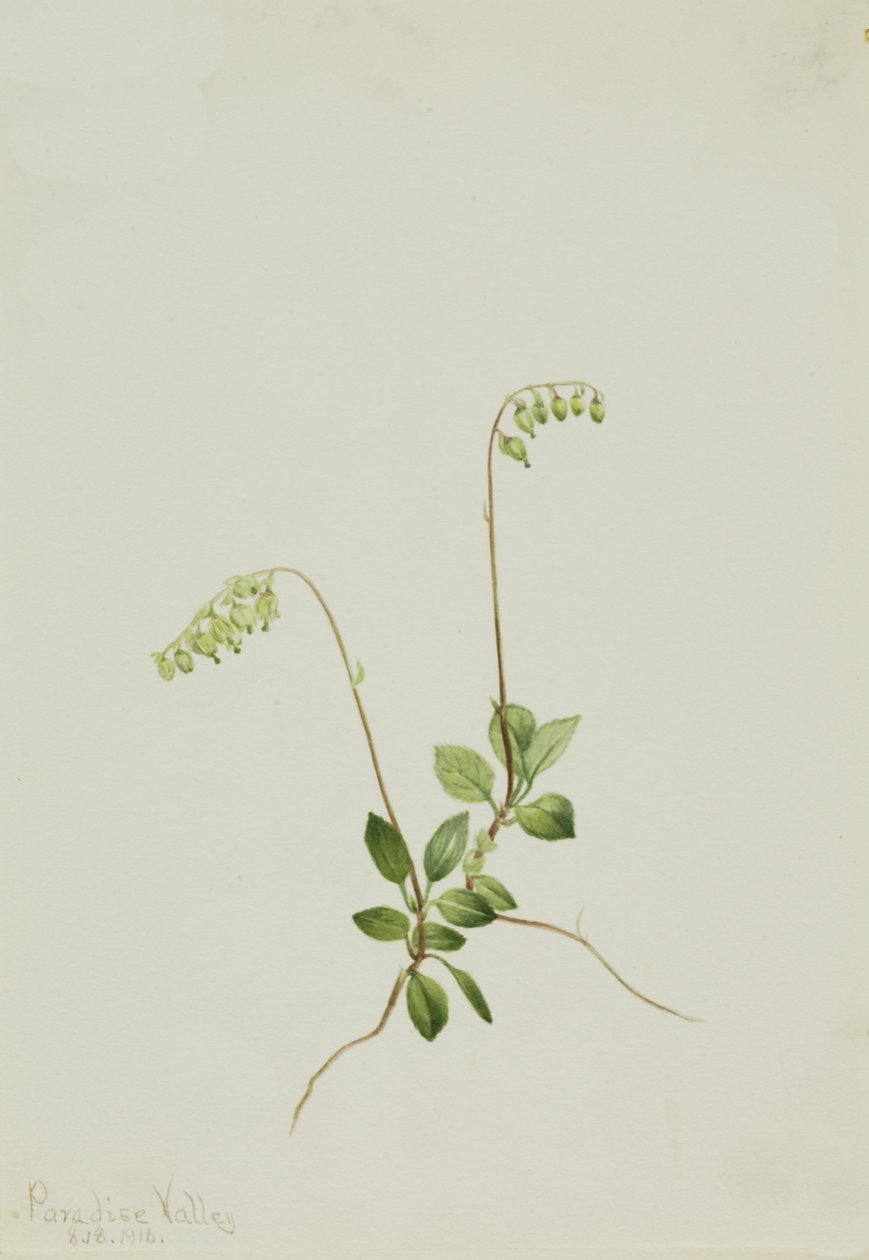 Sidebells Pyrola Pyrola secunda von Mary Vaux Walcott