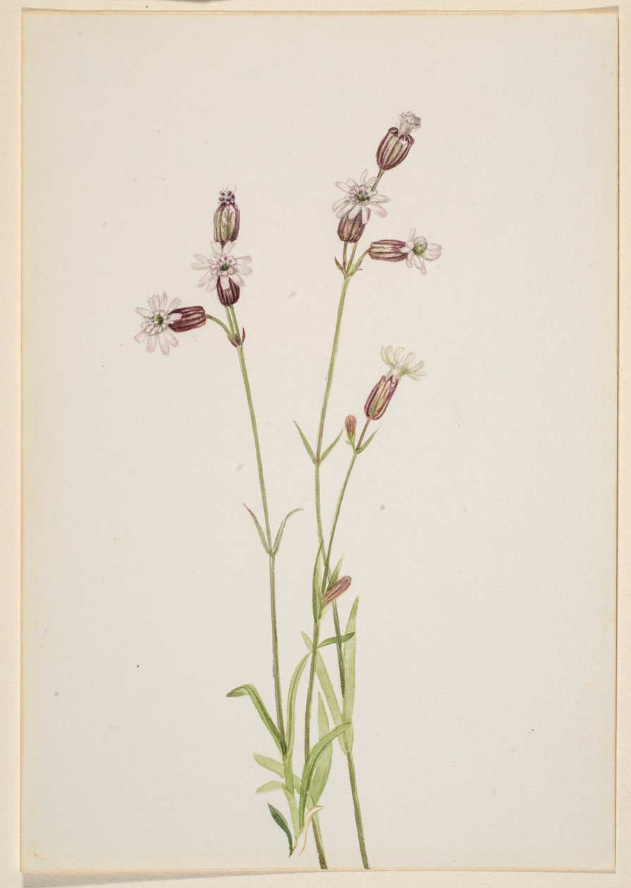 Silene multicaulis von Mary Vaux Walcott