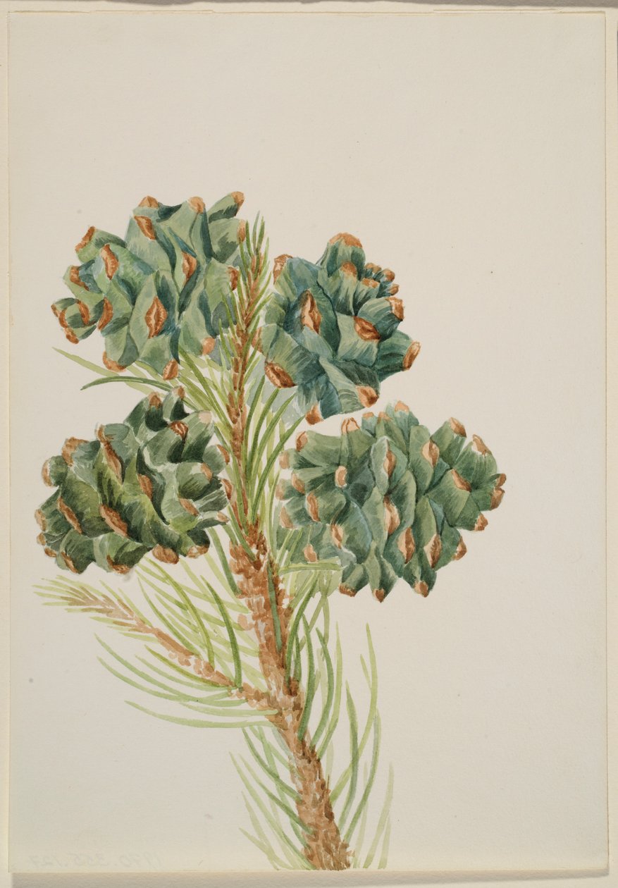Einblättrige Kiefer (Pinus monophylla) von Mary Vaux Walcott