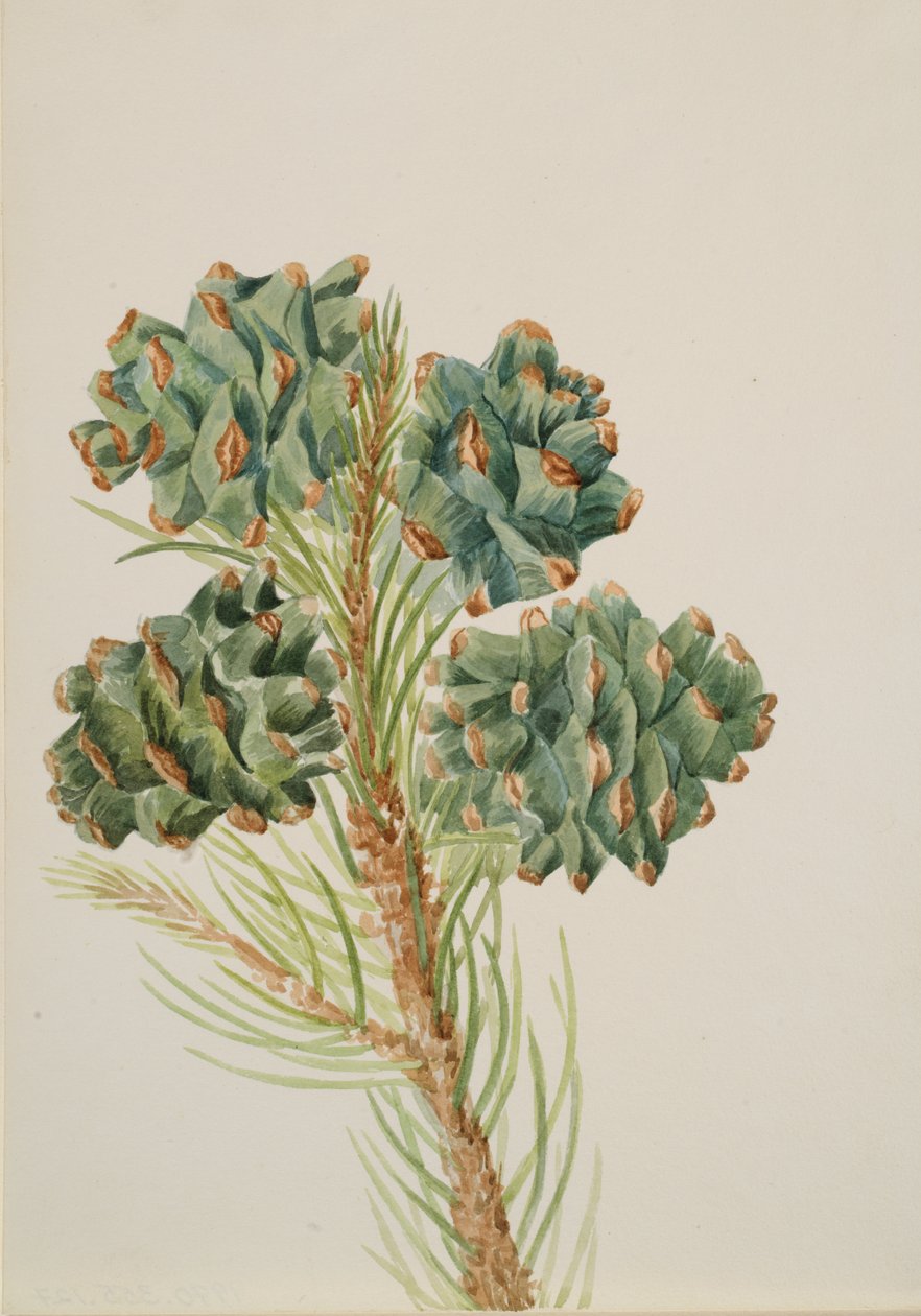 Einblättrige Kiefer Pinus monophylla, ca. 1930er Jahre von Mary Vaux Walcott