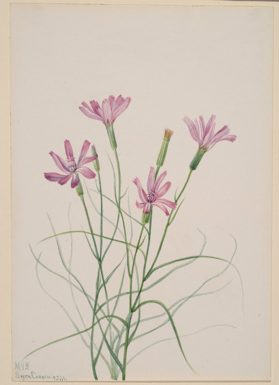 Skelettkraut (Lygodesmia grandiflora) von Mary Vaux Walcott