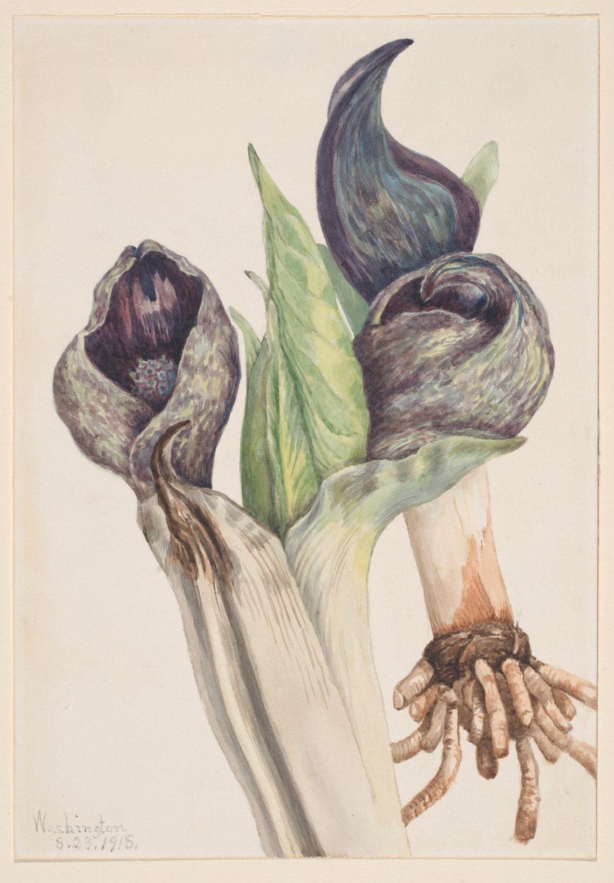 Stinkkohl (Spathyema foetida) von Mary Vaux Walcott