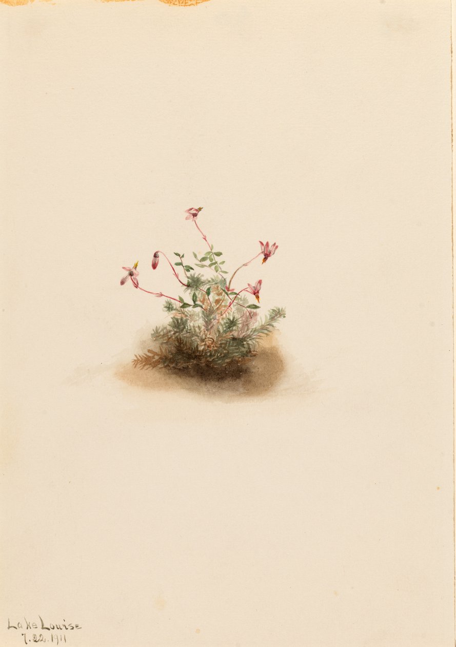 Kleine Moosbeere (Oxycoccus palustris) von Mary Vaux Walcott