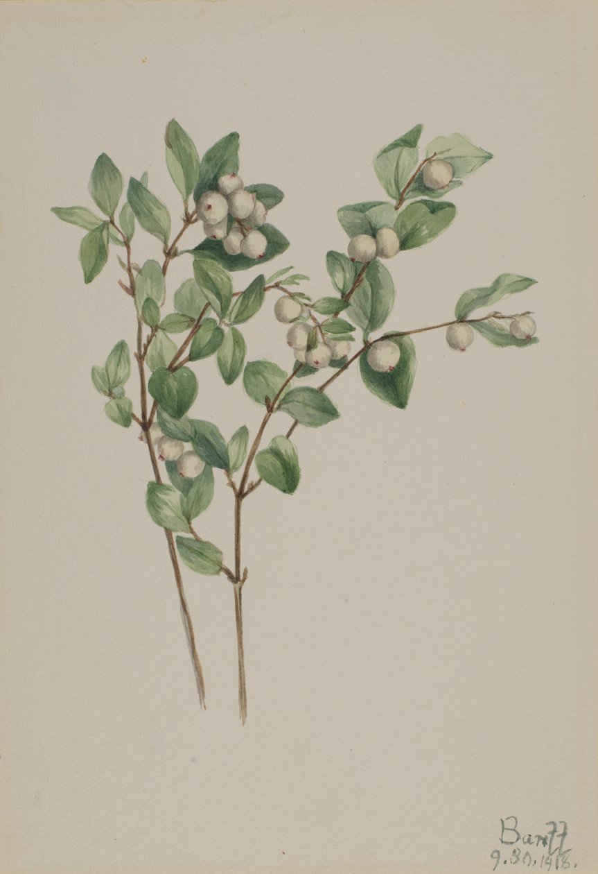 Schneebeere (Symphoricarpos albus) von Mary Vaux Walcott