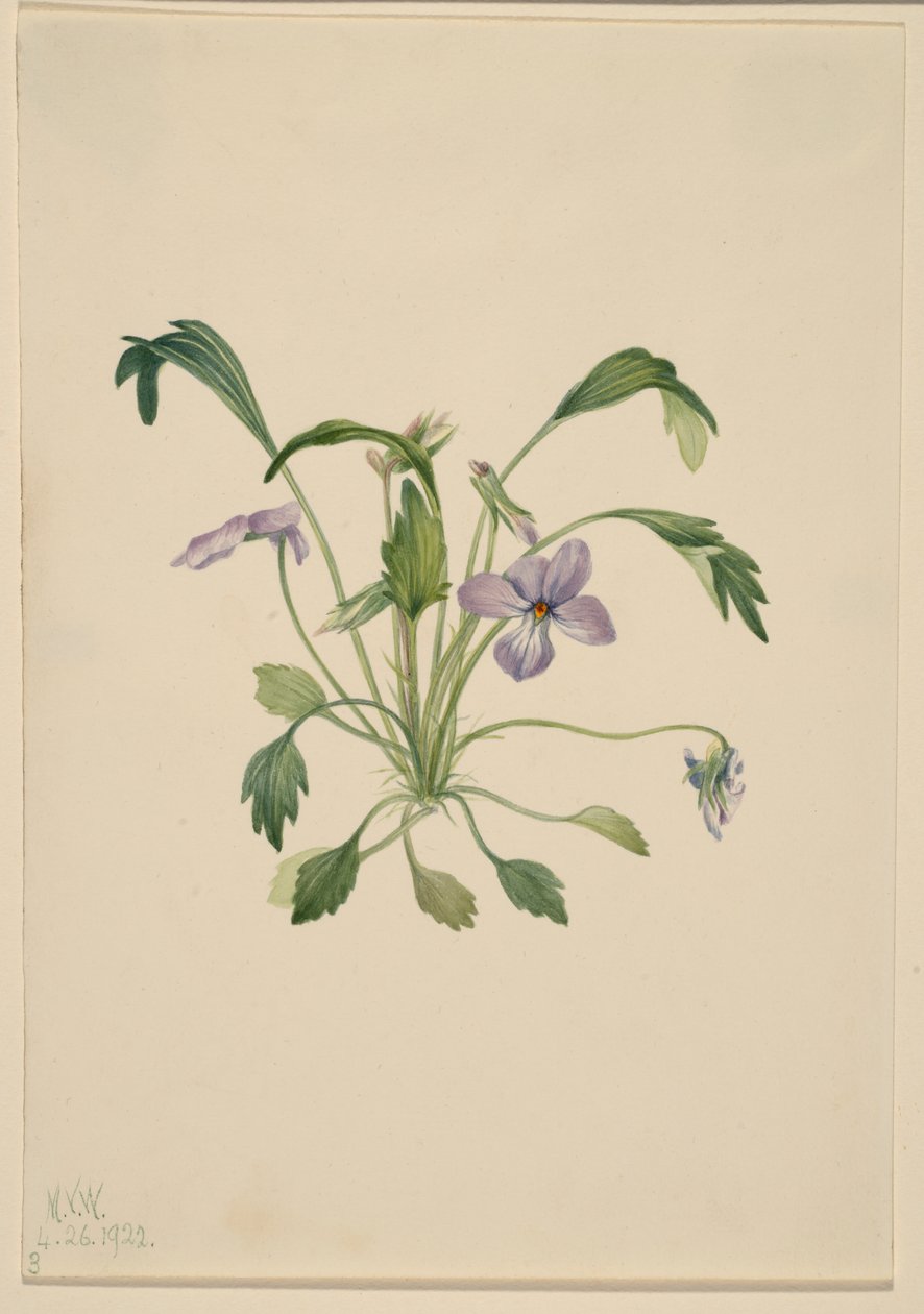 Südliches Vogel-Fuß-Veilchen (Viola digitata) von Mary Vaux Walcott