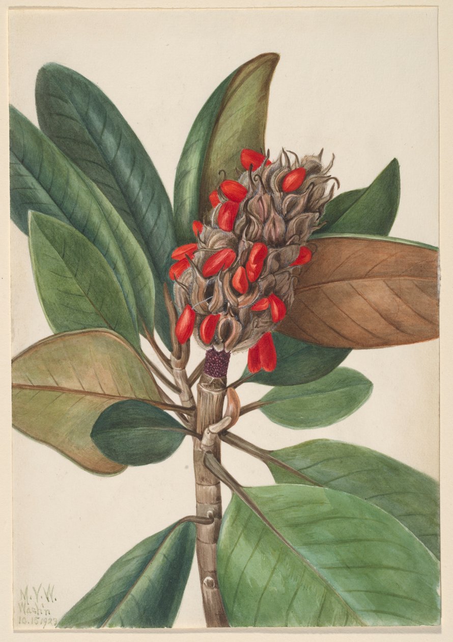 Südliche Magnolie (Magnolia grandiflora) von Mary Vaux Walcott