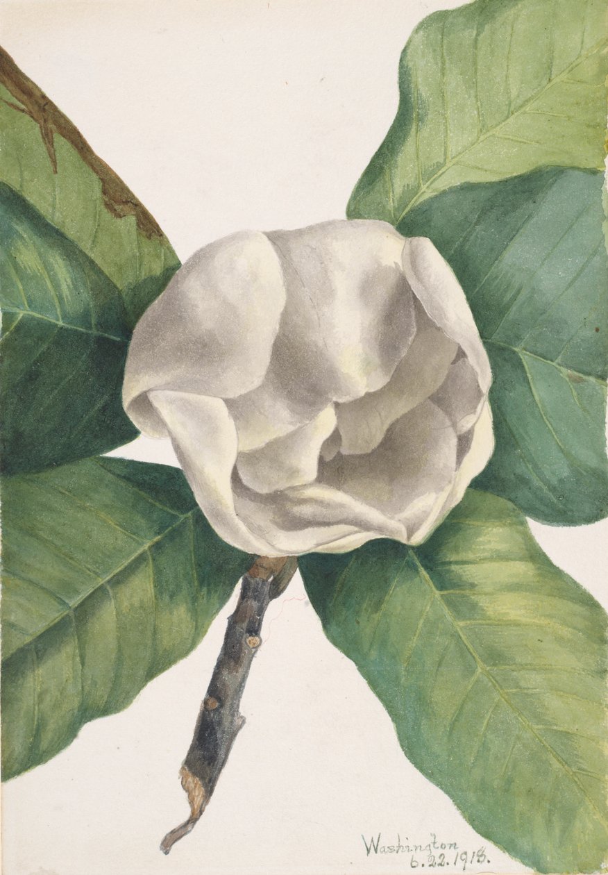 Südliche Magnolie von Mary Vaux Walcott