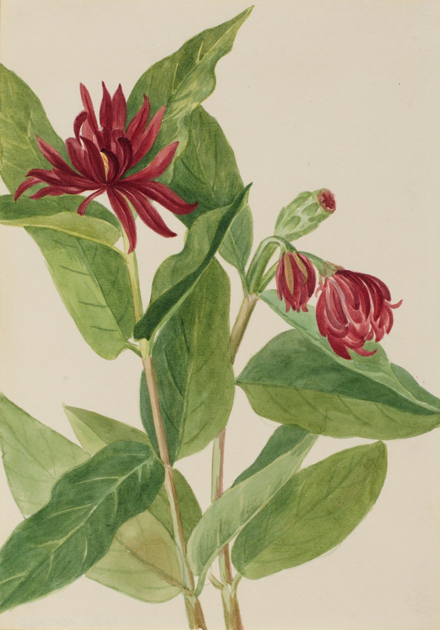Gewürzstrauch (Calycanthus occidentalis) von Mary Vaux Walcott