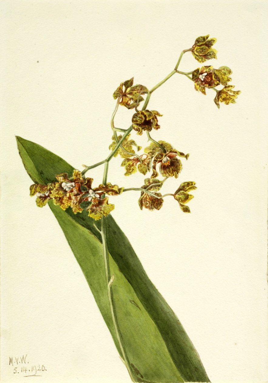 Geflecktes Cyrtopodium (Cyrtopodium punctatum) von Mary Vaux Walcott
