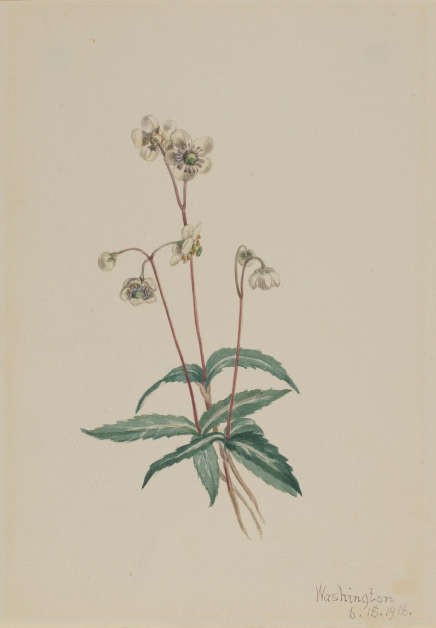 Gefleckte Pipsissewa (Chimaphila maculata) von Mary Vaux Walcott