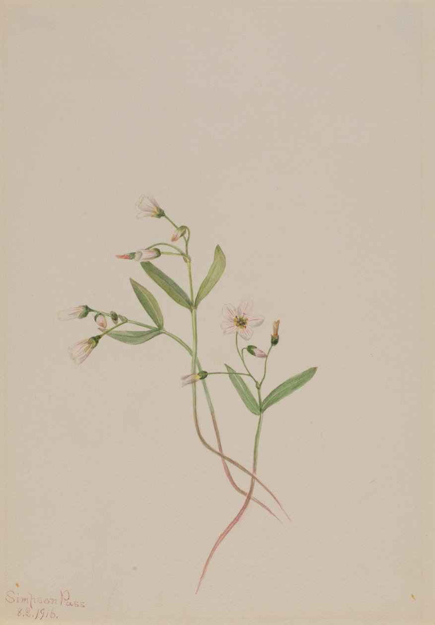 Frühlingsschönheit (Claytonia lanceolata) von Mary Vaux Walcott
