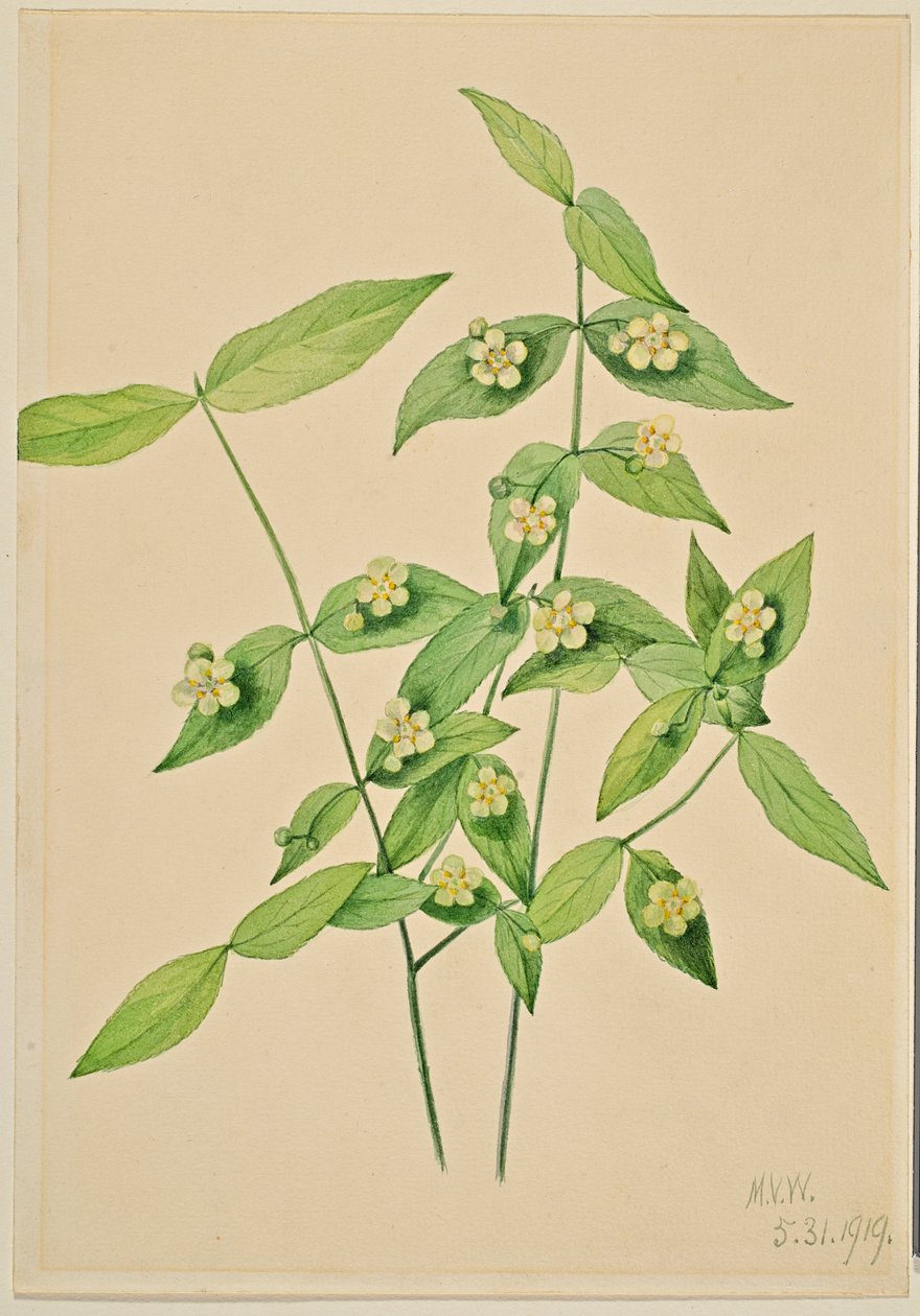 Erdbeerstrauch (Euonymus americanus) von Mary Vaux Walcott