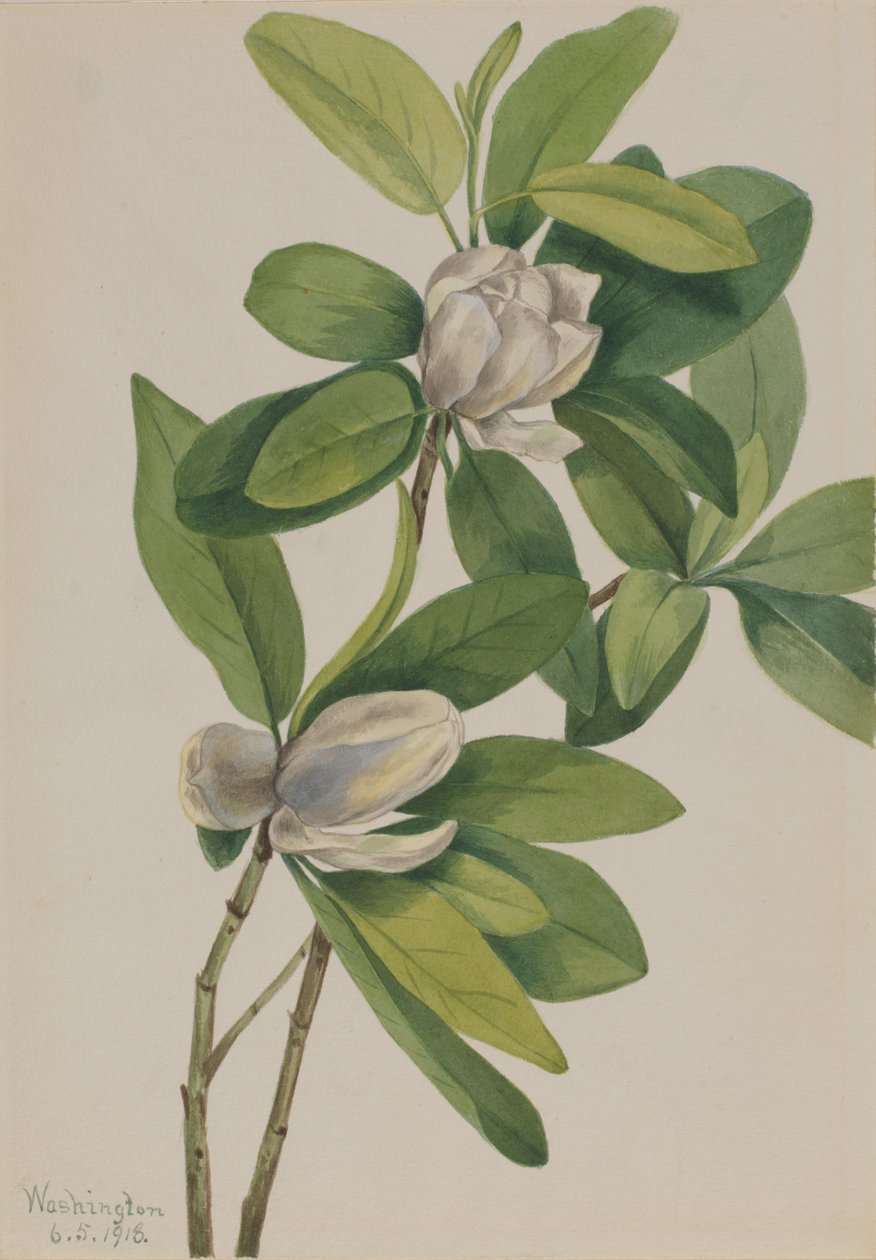 Sumpf-Magnolie Magnolia virginiana, 1918 von Mary Vaux Walcott