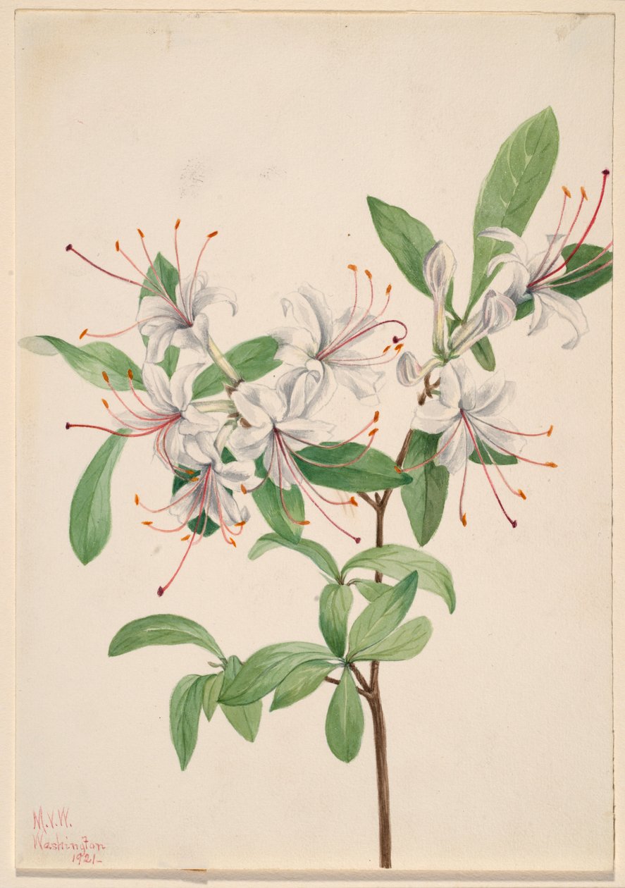 Süße Azalee (Azalea arborescens) von Mary Vaux Walcott