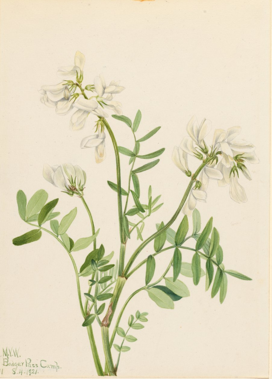 Süßklee (Hedysarum mackenzii) von Mary Vaux Walcott