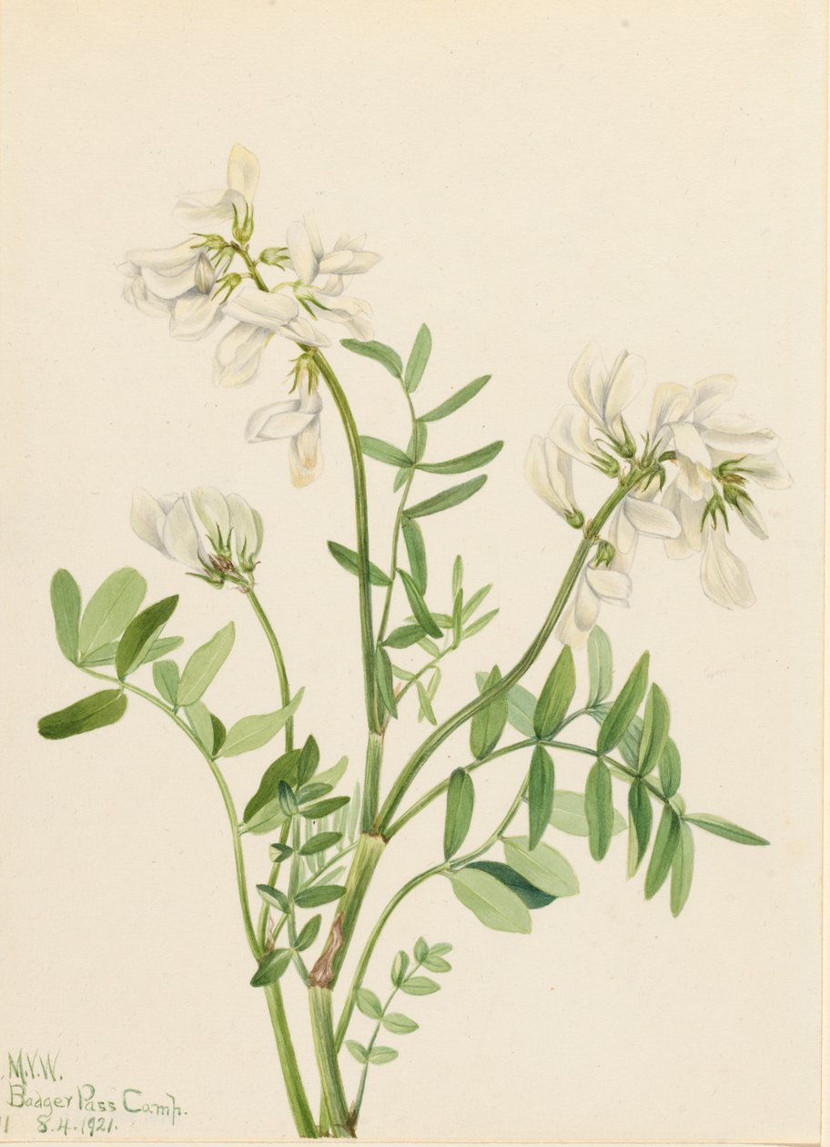 Süßklee Hedysarum mackenzii, 1921 von Mary Vaux Walcott