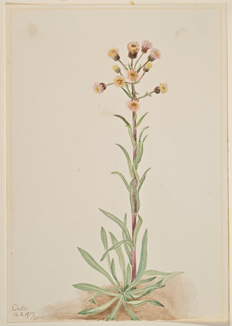 Hohe Flohblume (Erigeron acris) von Mary Vaux Walcott