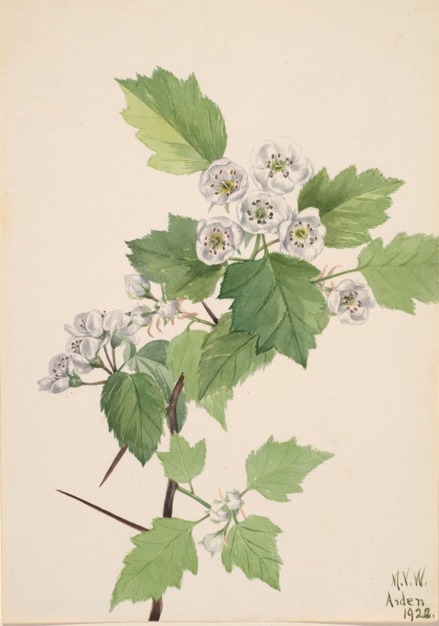 Dickicht Weißdorn Crataegus coccinea von Mary Vaux Walcott