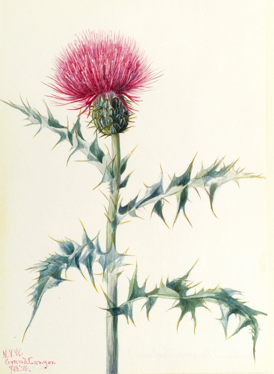 Distel (Cirsium arizonica) von Mary Vaux Walcott