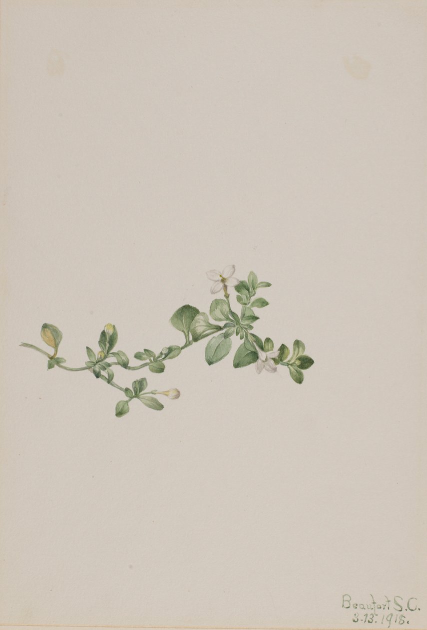 Kriechendes Houstonia (Houstonia procumbens) von Mary Vaux Walcott