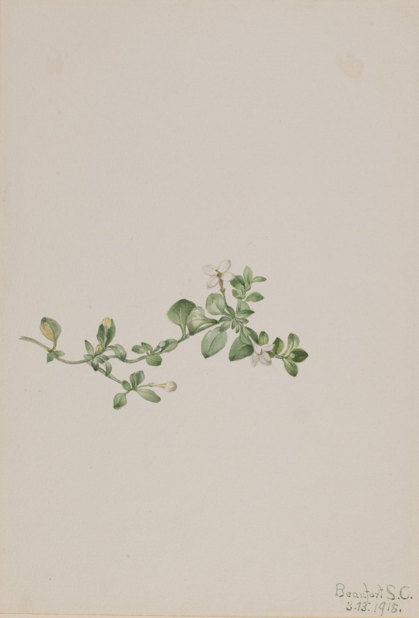 Kriechendes Houstonia Houstonia procumbens von Mary Vaux Walcott